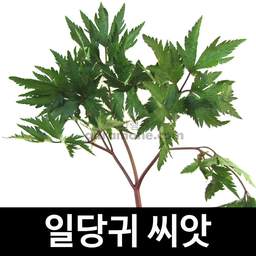 일당귀씨앗 일당귀 씨앗 잎당귀씨앗 잎당귀 씨앗 당귀씨앗 ( angelica acutiloba seed 300알 )