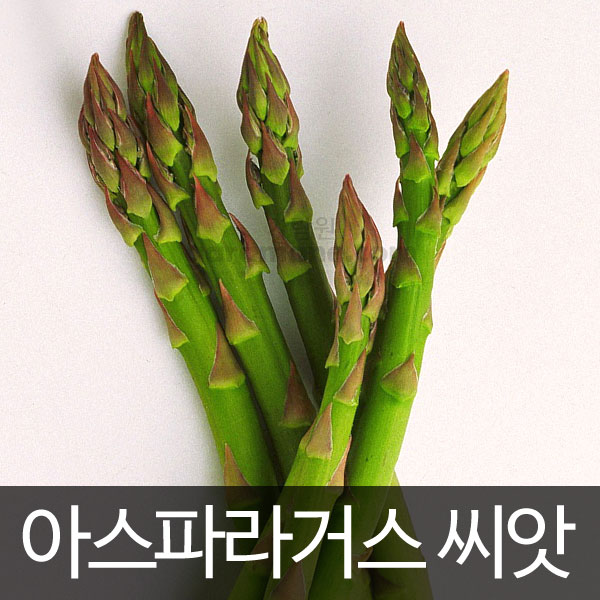 아스파라거스씨앗 아스파라거스 씨앗 ( asparagus seed 50알 )