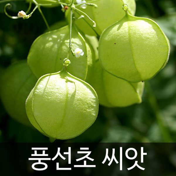 풍선초씨앗 풍선초 씨앗 ( balloon vine seed 10알 )