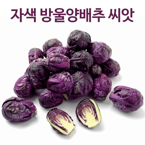 자색 방울양배추씨앗 방울양배추 씨앗 자색방울다다기양배추씨앗 ( purple brussel sprouts seed 30알 )