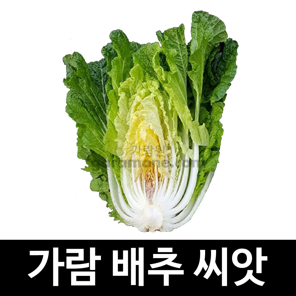 가람 배추씨앗 배추 씨앗 재래종 토종 ( korean cabbage seed 100알 )