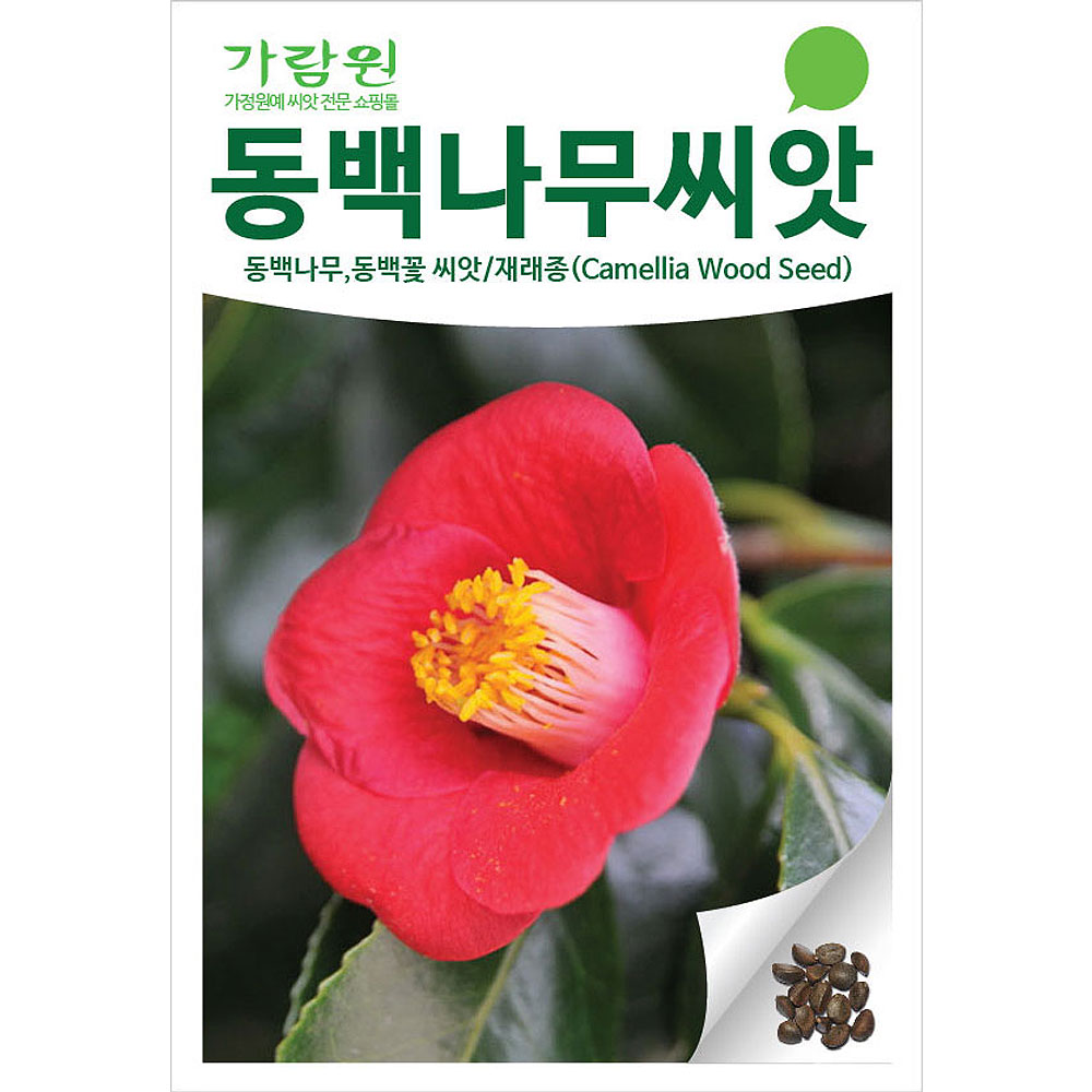 동백나무씨앗 동백꽃씨앗 동백나무 씨앗 동백꽃 씨앗 ( camellia japonica 20알 )