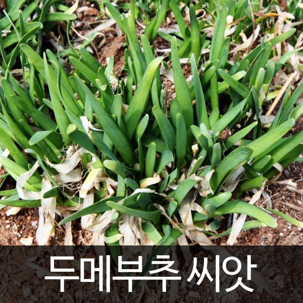두메부추씨앗 두메부추 씨앗 부추씨앗 토종부추 ( korean chive seed 100알 )