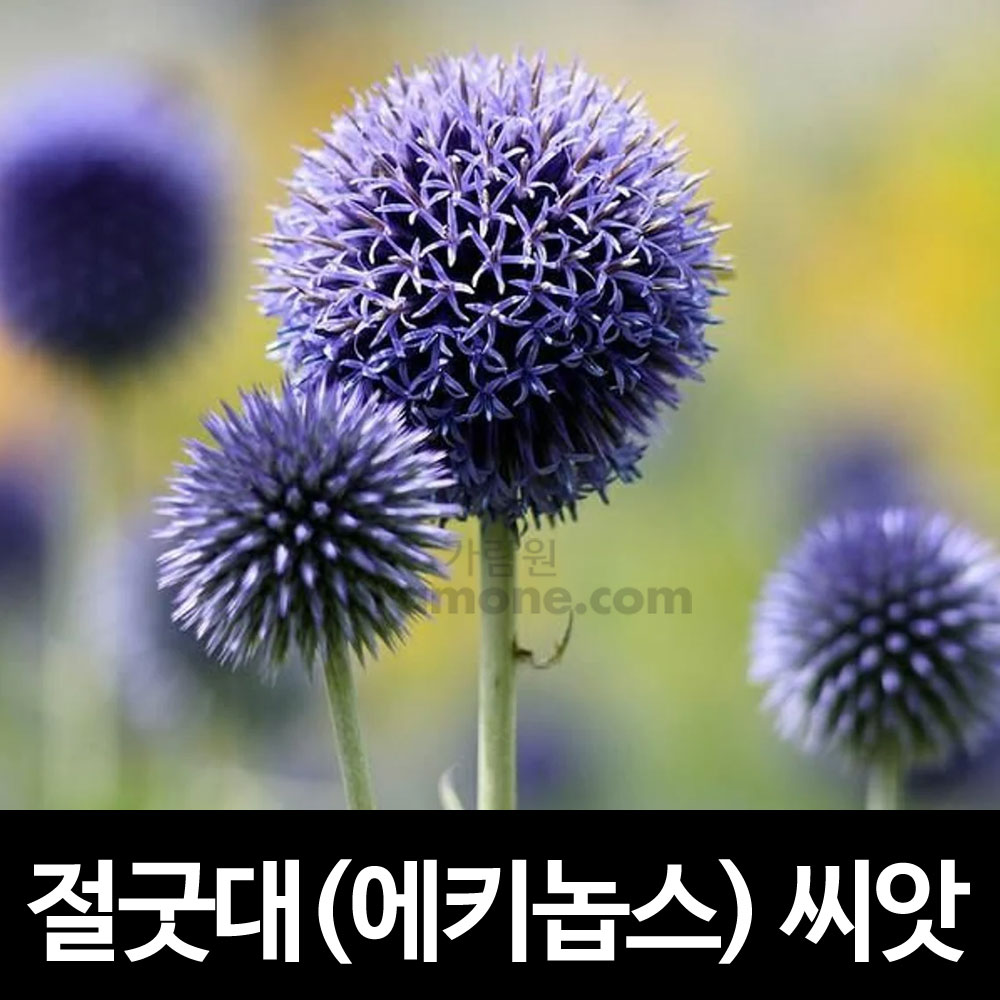 절굿대씨앗 절굿대 씨앗 에키놉스씨앗 에키놉스 씨앗 ( glove thistle / echinops ritro seed 20알 )