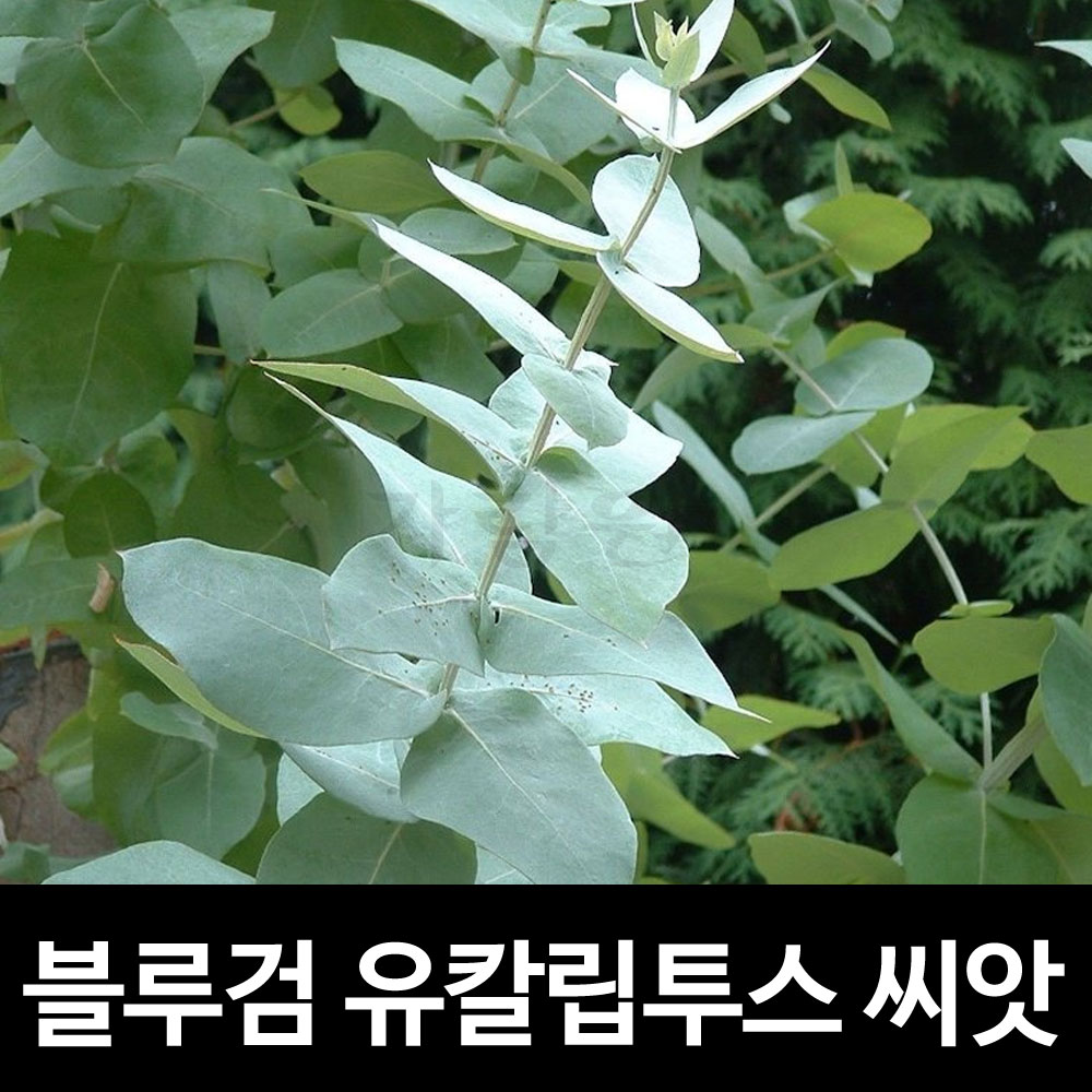 블루검 유칼립투스 씨앗 허브 글로블루 종자 ( 10알 )