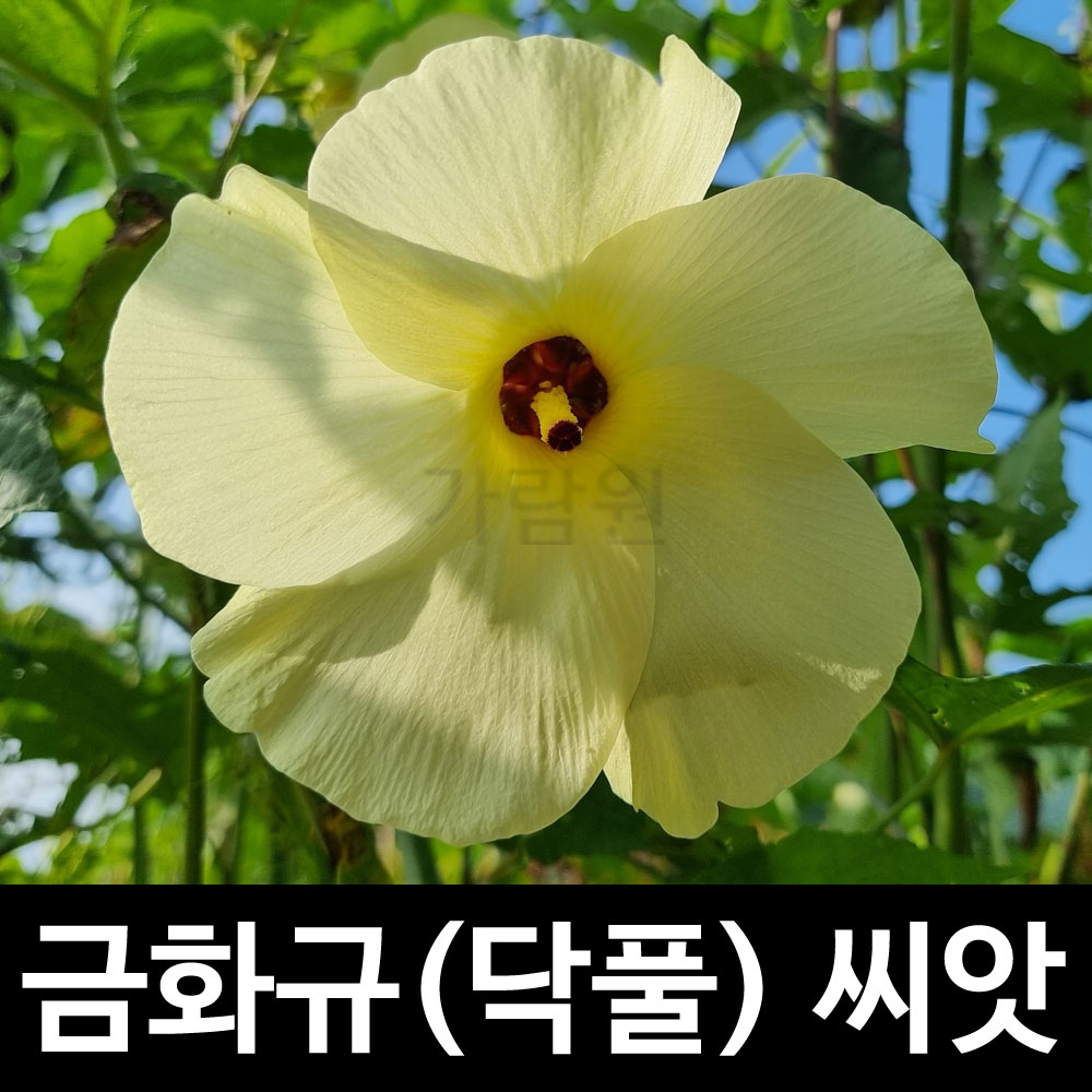 금화규 씨앗 히비스커스 꽃씨 꽃씨앗 ( hibiscus manihot seeds 20알 )
