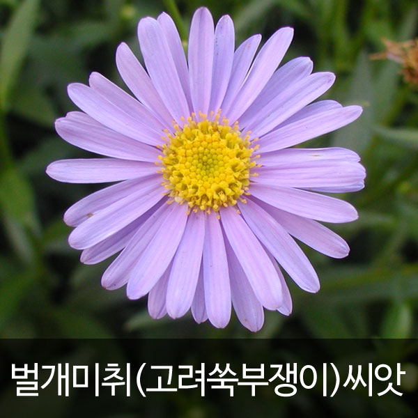 벌개미취씨앗 벌개미취 씨앗 고려 쑥부쟁이 씨앗 ( korean daisy seed / korean starwort seed 500알 )