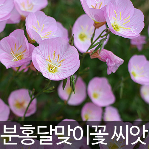 분홍달맞이꽃씨앗 달맞이꽃씨앗 달맞이꽃 씨앗 ( pink evening primrose seed 500알 )