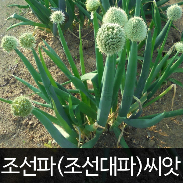 조선파씨앗 조선파 씨앗 대파씨앗 대파 씨앗 파씨앗 재래종 ( korean onion seed 1000알)