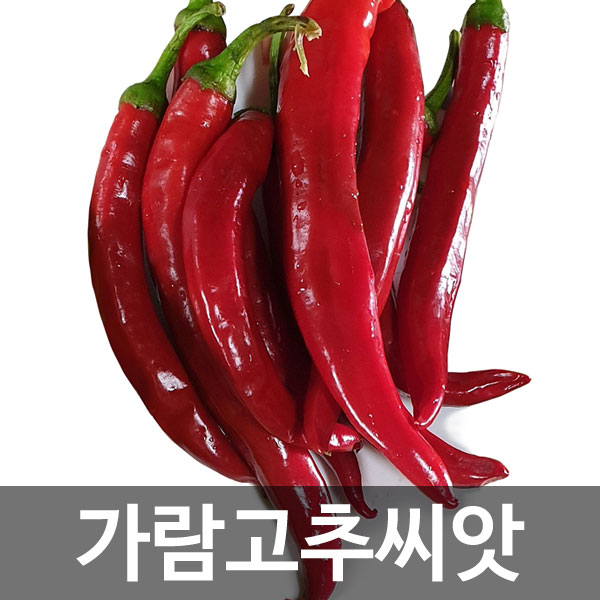 가람 고추 씨앗 고추씨앗 ( korea hot pepper seed 100알 )