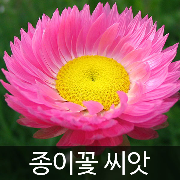 종이꽃씨앗 로단세씨앗 종이꽃 씨앗 ( straw flower / helipterum roseum seed 300알 )