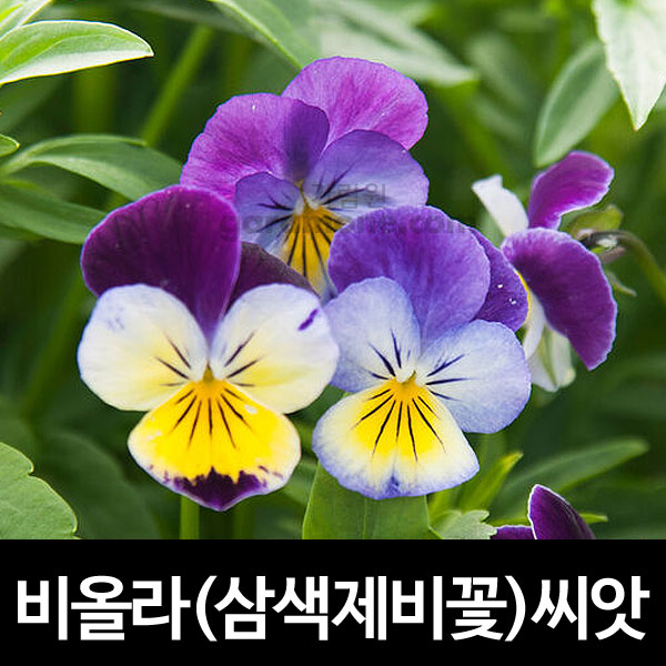 비올라씨앗 삼색제비꽃씨앗 팬지씨앗 ( mix viola / pansy seed 300알 )
