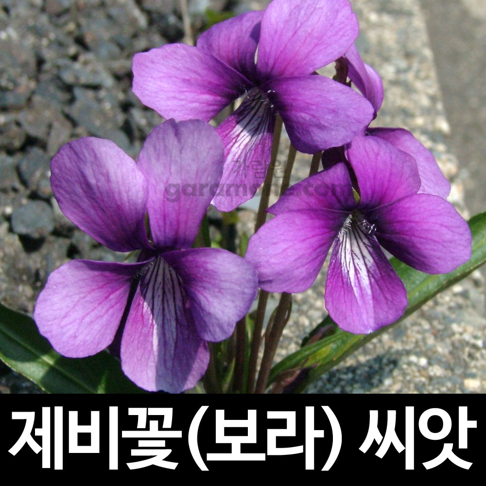 보라 제비꽃 씨앗 비올라 씨앗 ( viola purple seeds 400알 )
