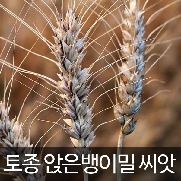 앉은뱅이밀 앉은뱅이 밀 밀씨앗 토종밀 ( korean wheat 300알 )